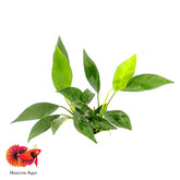 Anubias Glabra